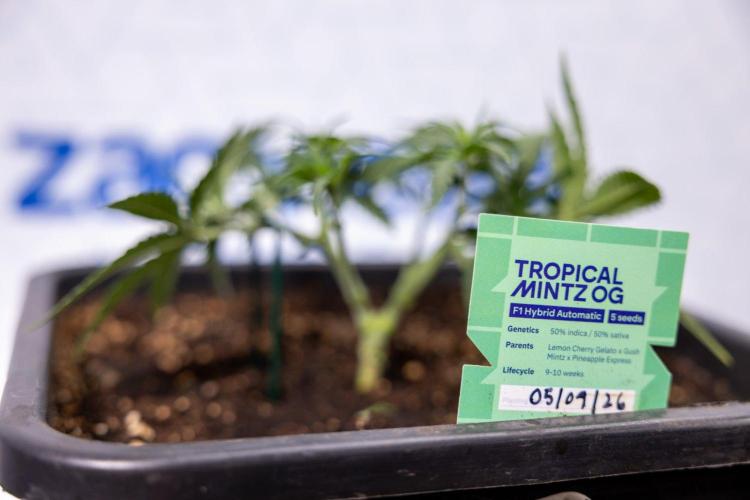 Tropical Mintz 🌴 OG F1 Auto - Zamnesia. Week 3 - Plant 1 - Tropical Mintz OG - Main Lining with gentle LST