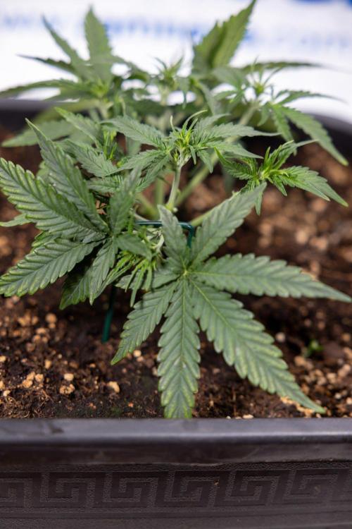 Tropical Mintz 🌴 OG F1 Auto - Zamnesia. Week 3 - Plant 1 - Tropical Mintz OG - Main Lining with gentle LST