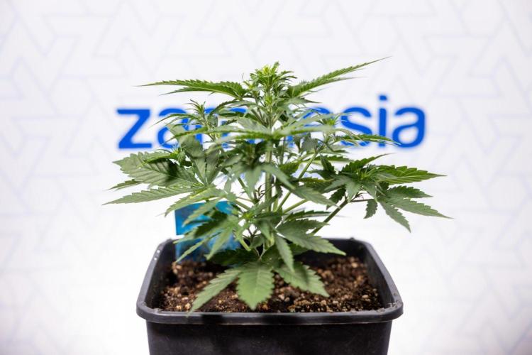 Chronical 1:1 ☤ - Zamnesia x B&B. Week 3 - Plant 2 - Chronical CBD 1:1 F1 Hybrid Auto - Fimming