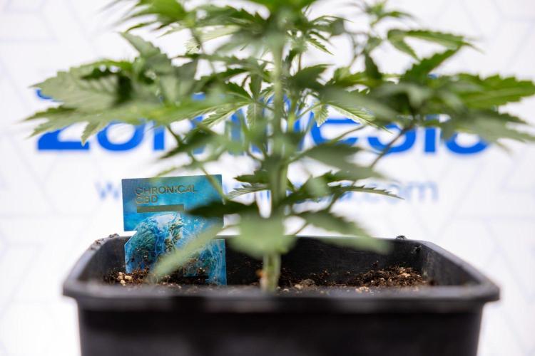 Chronical 1:1 ☤ - Zamnesia x B&B. Week 3 - Plant 2 - Chronical CBD 1:1 F1 Hybrid Auto - Fimming