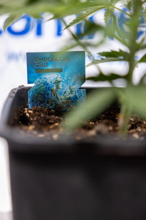 Chronical 1:1 ☤ - Zamnesia x B&B. Week 3 - Plant 2 - Chronical CBD 1:1 F1 Hybrid Auto - Fimming