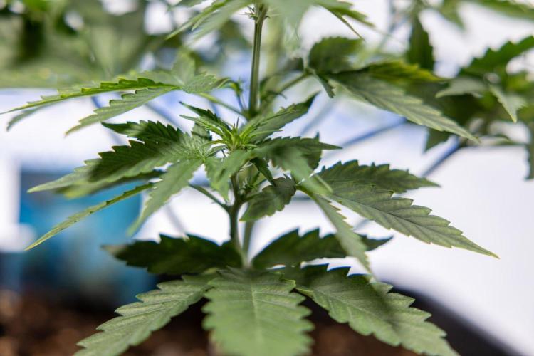 Chronical 1:1 ☤ - Zamnesia x B&B. Week 3 - Plant 2 - Chronical CBD 1:1 F1 Hybrid Auto - Fimming