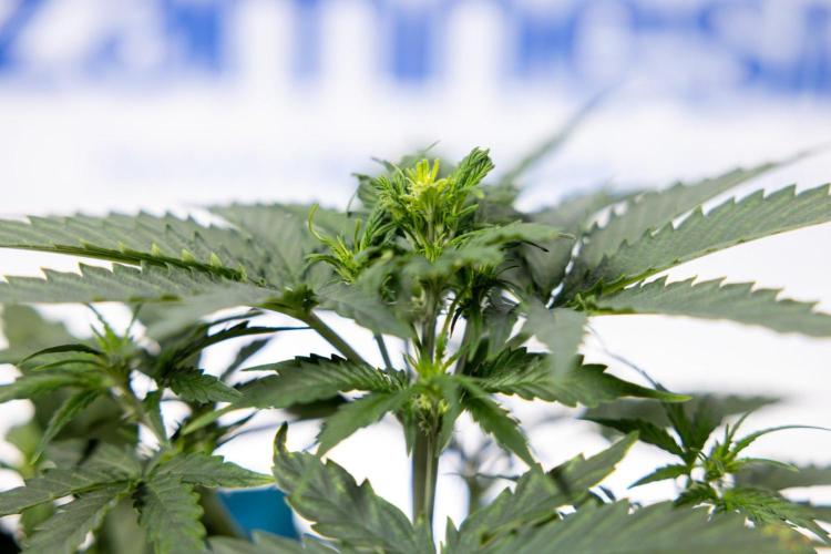 Chronical 1:1 ☤ - Zamnesia x B&B. Week 3 - Plant 2 - Chronical CBD 1:1 F1 Hybrid Auto - Fimming