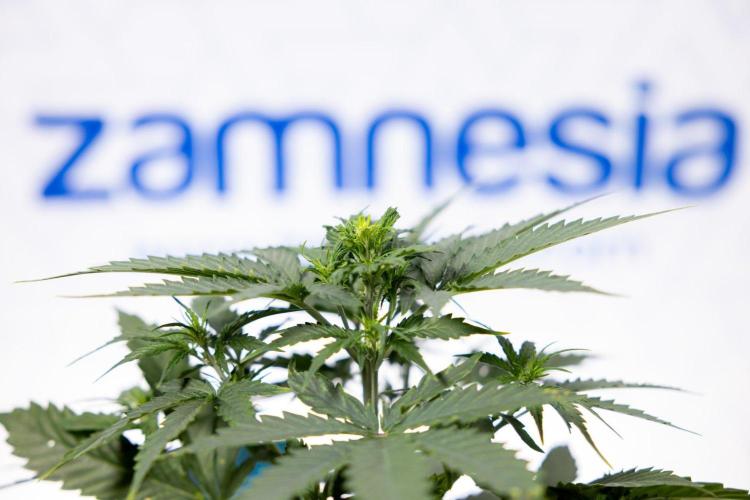 Chronical 1:1 ☤ - Zamnesia x B&B. Week 3 - Plant 2 - Chronical CBD 1:1 F1 Hybrid Auto - Fimming