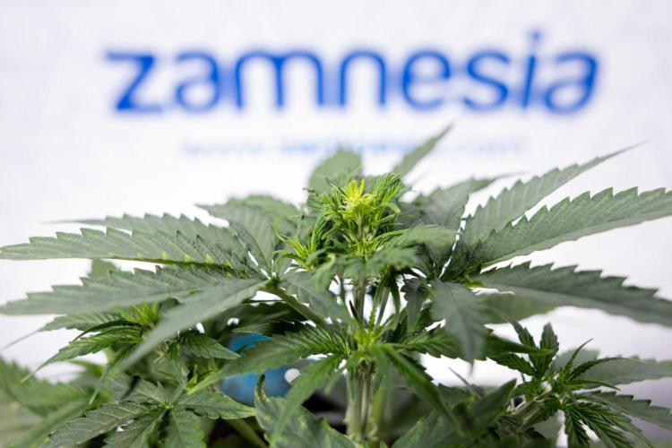 Chronical 1:1 ☤ - Zamnesia x B&B. Week 3 - Plant 2 - Chronical CBD 1:1 F1 Hybrid Auto - Fimming