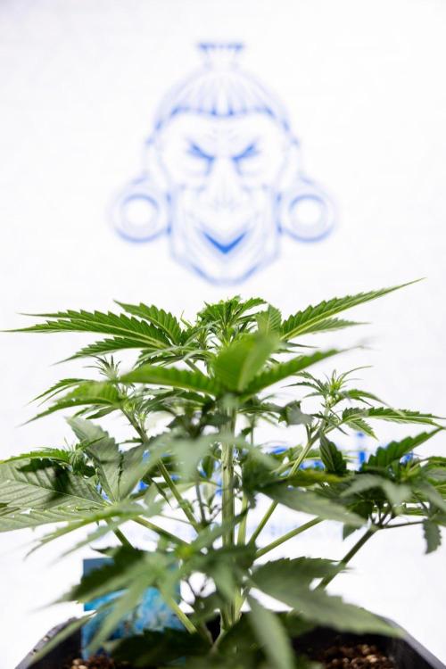 Chronical 1:1 ☤ - Zamnesia x B&B. Week 3 - Plant 2 - Chronical CBD 1:1 F1 Hybrid Auto - Fimming
