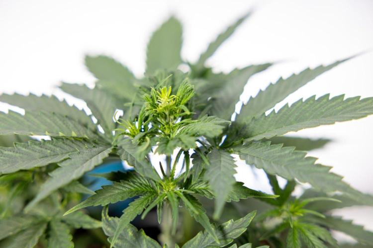 Chronical 1:1 ☤ - Zamnesia x B&B. Week 3 - Plant 2 - Chronical CBD 1:1 F1 Hybrid Auto - Fimming
