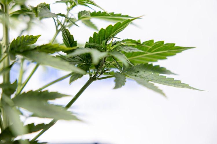 Chronical 1:1 ☤ - Zamnesia x B&B. Week 3 - Plant 2 - Chronical CBD 1:1 F1 Hybrid Auto - Fimming