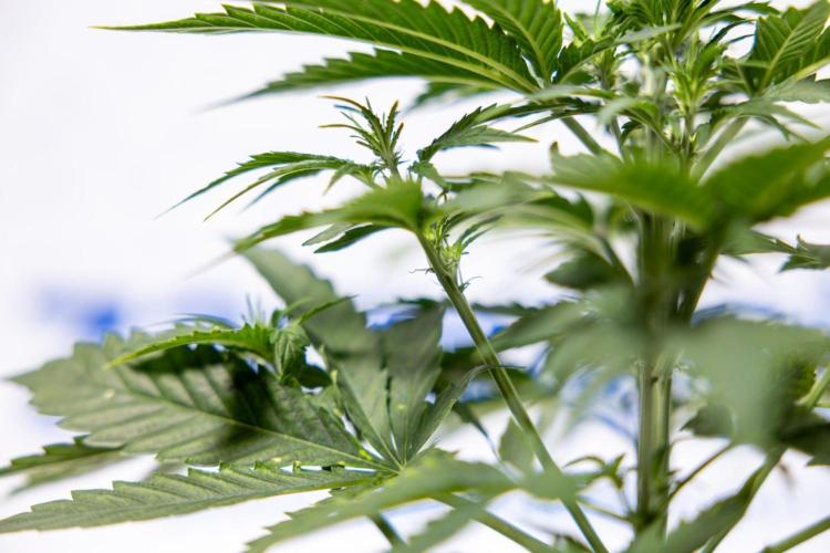 Chronical 1:1 ☤ - Zamnesia x B&B. Week 3 - Plant 2 - Chronical CBD 1:1 F1 Hybrid Auto - Fimming