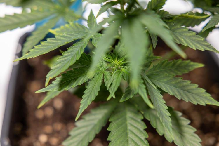 Chronical 1:1 ☤ - Zamnesia x B&B. Week 3 - Plant 2 - Chronical CBD 1:1 F1 Hybrid Auto - Fimming