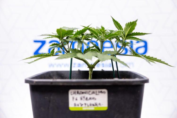 Chronical 1:1 ☤ - Zamnesia x B&B. Week 3 - Plant 1 - Chronical CBD 1:1 F1 Hybrid Auto - Main Lining