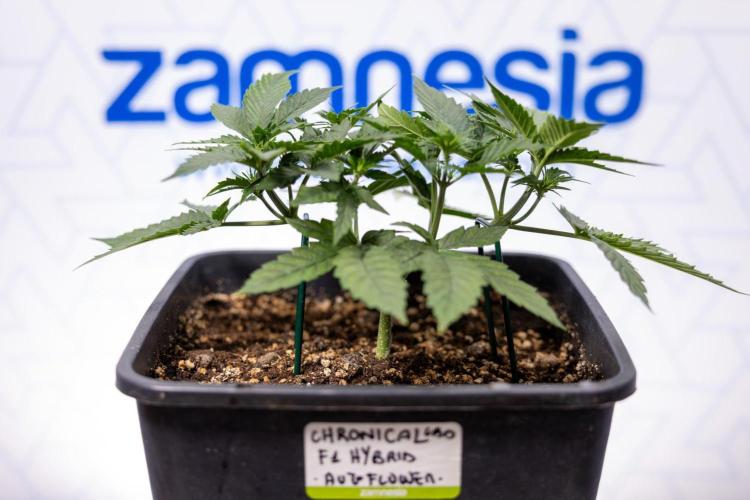 Chronical 1:1 ☤ - Zamnesia x B&B. Week 3 - Plant 1 - Chronical CBD 1:1 F1 Hybrid Auto - Main Lining