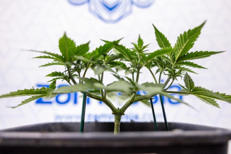 Chronical 1:1 ☤ - Zamnesia x B&B. Week 3 - Plant 1 - Chronical CBD 1:1 F1 Hybrid Auto - Main Lining