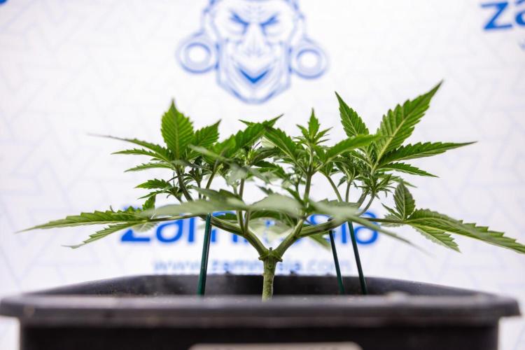 Chronical 1:1 ☤ - Zamnesia x B&B. Week 3 - Plant 1 - Chronical CBD 1:1 F1 Hybrid Auto - Main Lining
