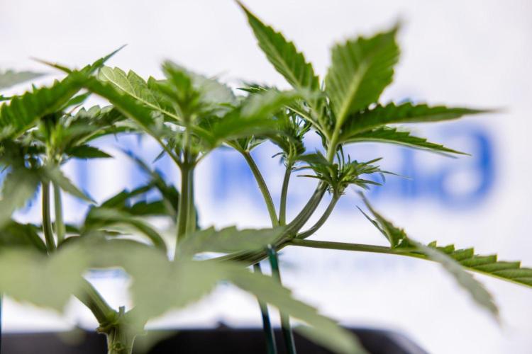 Chronical 1:1 ☤ - Zamnesia x B&B. Week 3 - Plant 1 - Chronical CBD 1:1 F1 Hybrid Auto - Main Lining