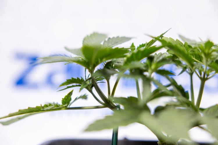 Chronical 1:1 ☤ - Zamnesia x B&B. Week 3 - Plant 1 - Chronical CBD 1:1 F1 Hybrid Auto - Main Lining