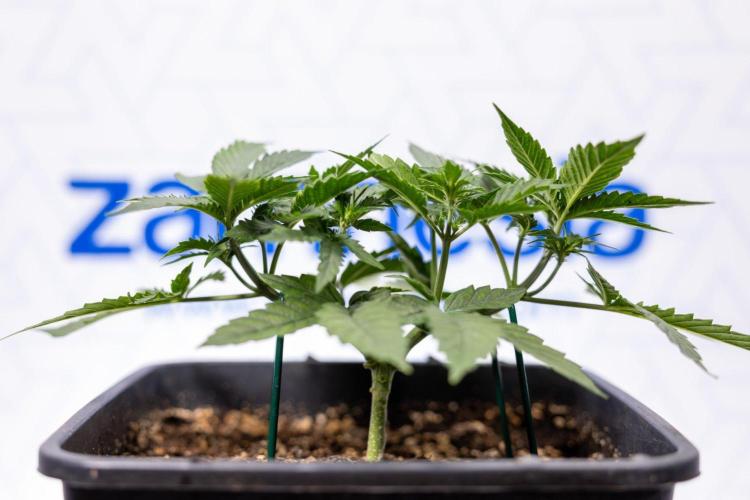 Chronical 1:1 ☤ - Zamnesia x B&B. Week 3 - Plant 1 - Chronical CBD 1:1 F1 Hybrid Auto - Main Lining