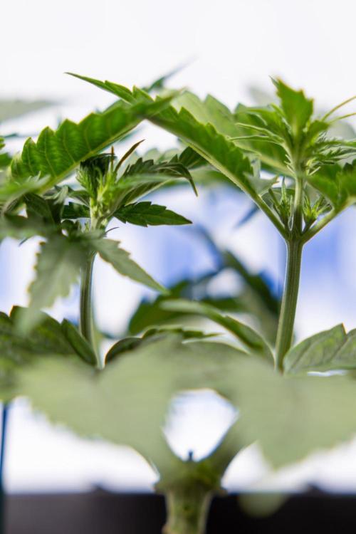 Chronical 1:1 ☤ - Zamnesia x B&B. Week 3 - Plant 1 - Chronical CBD 1:1 F1 Hybrid Auto - Main Lining