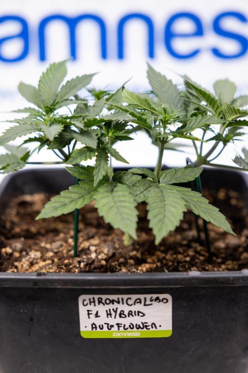 Chronical 1:1 ☤ - Zamnesia x B&B. Week 3 - Plant 1 - Chronical CBD 1:1 F1 Hybrid Auto - Main Lining