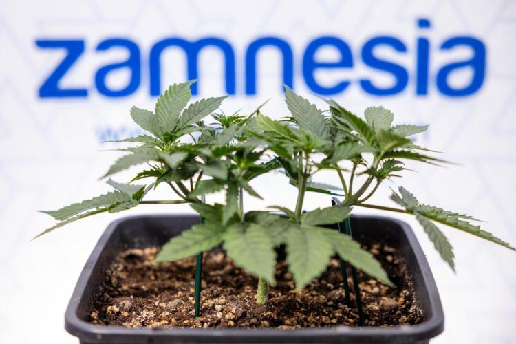Chronical 1:1 ☤ - Zamnesia x B&B. Week 3 - Plant 1 - Chronical CBD 1:1 F1 Hybrid Auto - Main Lining
