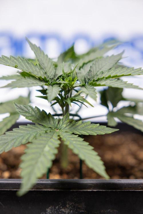 Chronical 1:1 ☤ - Zamnesia x B&B. Week 3 - Plant 1 - Chronical CBD 1:1 F1 Hybrid Auto - Main Lining