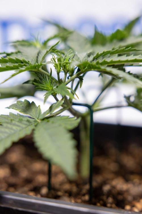 Chronical 1:1 ☤ - Zamnesia x B&B. Week 3 - Plant 1 - Chronical CBD 1:1 F1 Hybrid Auto - Main Lining