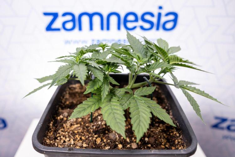 Chronical 1:1 ☤ - Zamnesia x B&B. Week 3 - Plant 1 - Chronical CBD 1:1 F1 Hybrid Auto - Main Lining