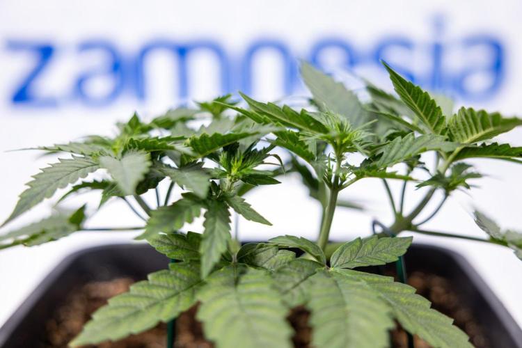 Chronical 1:1 ☤ - Zamnesia x B&B. Week 3 - Plant 1 - Chronical CBD 1:1 F1 Hybrid Auto - Main Lining