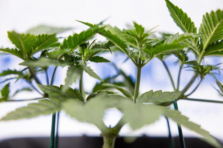 Chronical 1:1 ☤ - Zamnesia x B&B. Week 3 - Plant 1 - Chronical CBD 1:1 F1 Hybrid Auto - Main Lining
