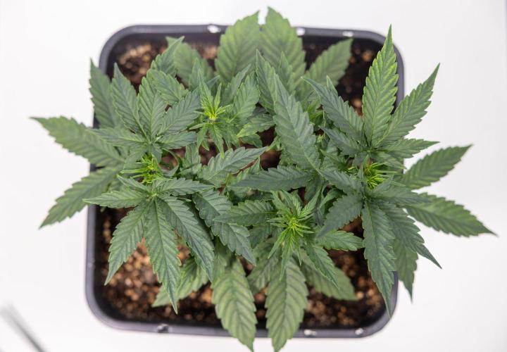 Chronical 1:1 ☤ - Zamnesia x B&B. Week 3 - Plant 1 - Chronical CBD 1:1 F1 Hybrid Auto - Main Lining
