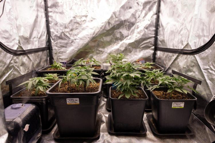 Chronical 1:1 ☤ - Zamnesia x B&B. Week 3 - Zamnesia x Plagron AUtoflowering Crew