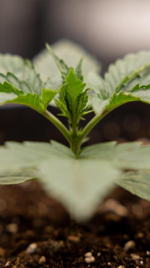 LCG F1 🍋🍒🍦 - Zamnezia x B&B. Week 2 - Leomon Cherry Gelato F1 Photoperiodic #2 - No Techniques
