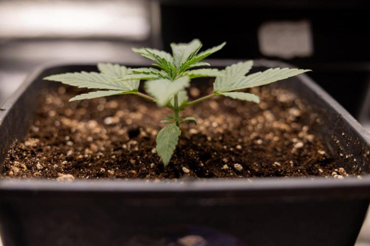 LCG F1 🍋🍒🍦 - Zamnezia x B&B. Week 2 - Leomon Cherry Gelato F1 Photoperiodic #2 - No Techniques