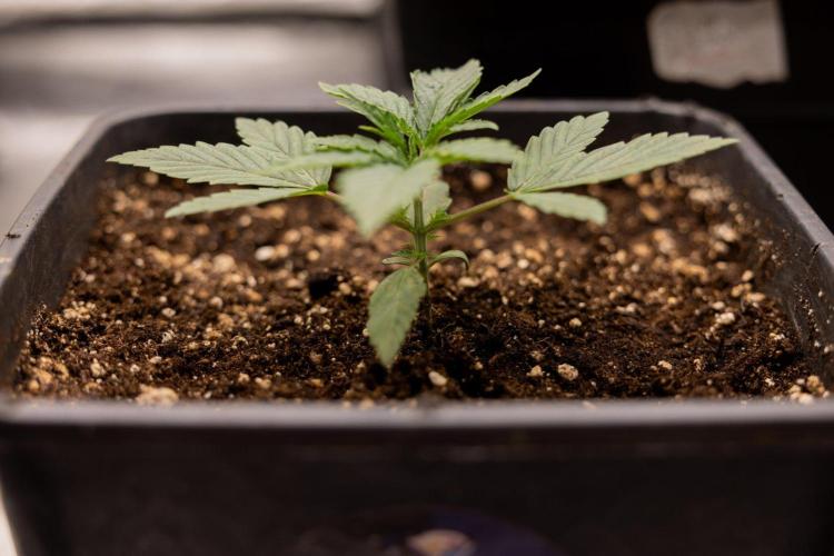 LCG F1 🍋🍒🍦 - Zamnezia x B&B. Week 2 - Leomon Cherry Gelato F1 Photoperiodic #2 - No Techniques