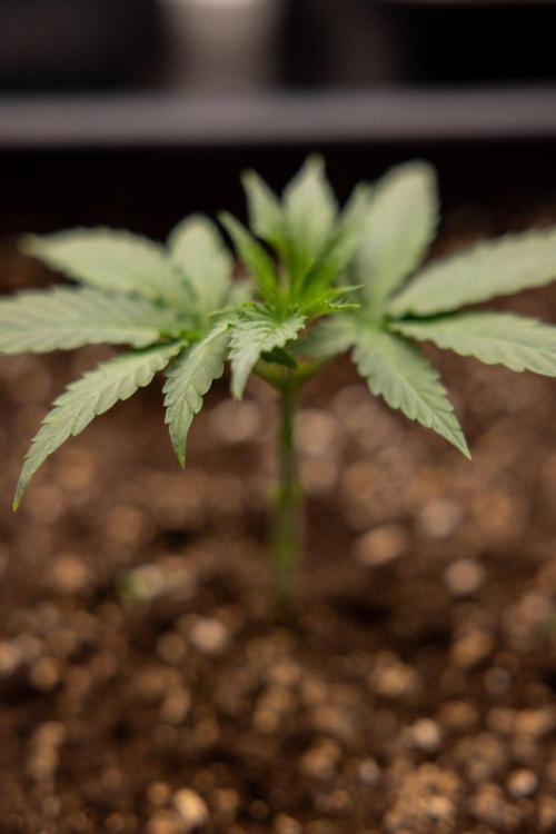 LCG F1 🍋🍒🍦 - Zamnezia x B&B. Week 2 - Leomon Cherry Gelato F1 Photoperiodic #1 - Almost ready for 1st topping