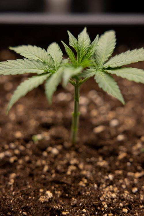 LCG F1 🍋🍒🍦 - Zamnezia x B&B. Week 2 - Leomon Cherry Gelato F1 Photoperiodic #1 - Almost ready for 1st topping