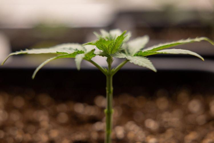 LCG F1 🍋🍒🍦 - Zamnezia x B&B. Week 2 - Leomon Cherry Gelato F1 Photoperiodic #1 - Almost ready for 1st topping
