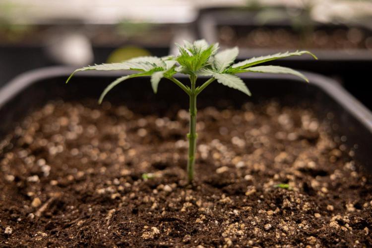 LCG F1 🍋🍒🍦 - Zamnezia x B&B. Week 2 - Leomon Cherry Gelato F1 Photoperiodic #1 - Almost ready for 1st topping