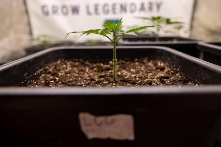 LCG F1 🍋🍒🍦 - Zamnezia x B&B. Week 2 - Leomon Cherry Gelato F1 Photoperiodic #1 - Almost ready for 1st topping