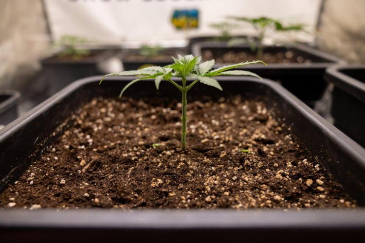 LCG F1 🍋🍒🍦 - Zamnezia x B&B. Week 2 - Leomon Cherry Gelato F1 Photoperiodic #1 - Almost ready for 1st topping