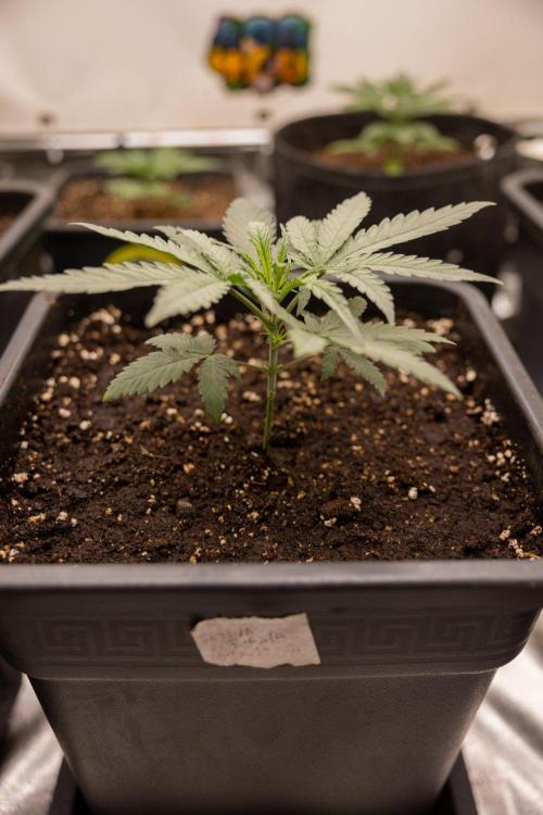 Sativa Fiesta 🤸 - Zamnesia x B&B. Week 2 - Sativa Fiesta Photoperiodic