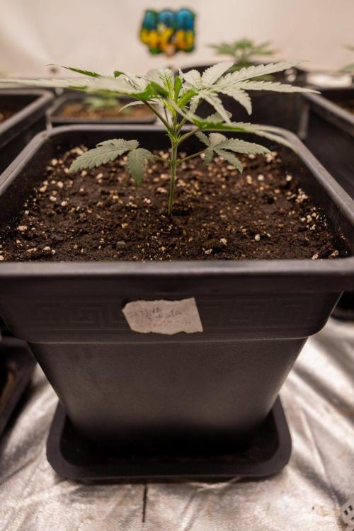Sativa Fiesta 🤸 - Zamnesia x B&B. Week 2 - Sativa Fiesta Photoperiodic