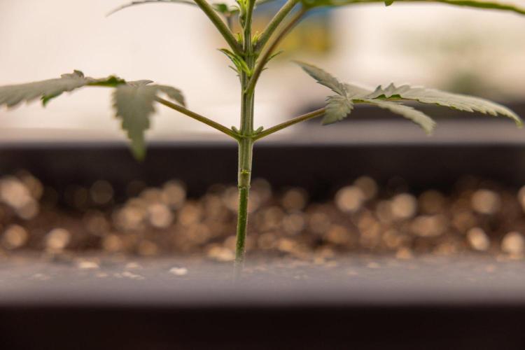 Sativa Fiesta 🤸 - Zamnesia x B&B. Week 2 - Sativa Fiesta Photoperiodic - Cleaning Up no need brunches leaving leaves
