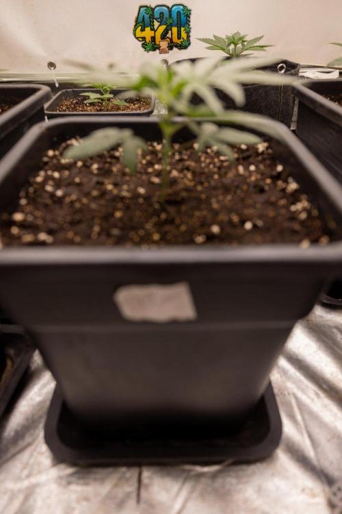 Sativa Fiesta 🤸 - Zamnesia x B&B. Week 2 - Sativa Fiesta Photoperiodic