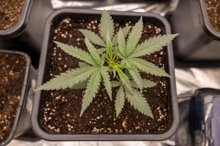 Sativa Fiesta 🤸 - Zamnesia x B&B. Week 2 - Sativa Fiesta Photoperiodic