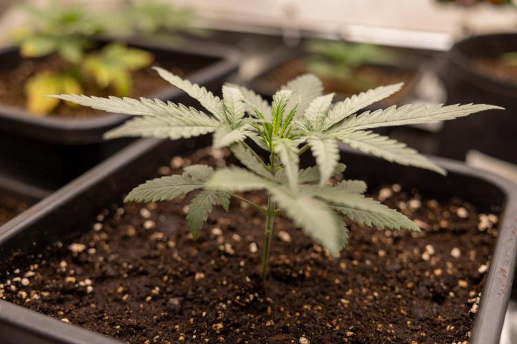 Sativa Fiesta 🤸 - Zamnesia x B&B. Week 2 - Sativa Fiesta Photoperiodic