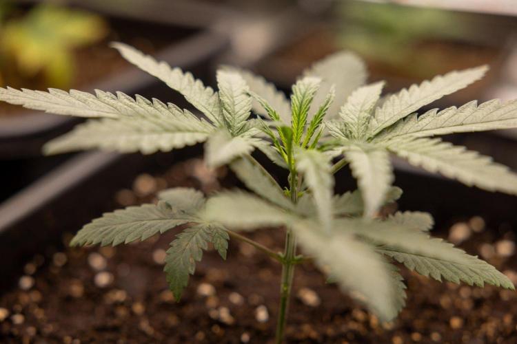 Sativa Fiesta 🤸 - Zamnesia x B&B. Week 2 - Sativa Fiesta Photoperiodic