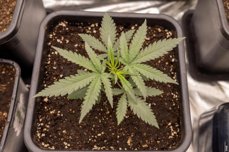 Sativa Fiesta 🤸 - Zamnesia x B&B. Week 2 - Sativa Fiesta Photoperiodic