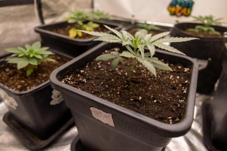 Sativa Fiesta 🤸 - Zamnesia x B&B. Week 2 - Sativa Fiesta Photoperiodic