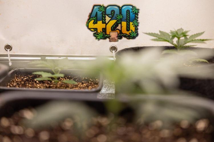Sativa Fiesta 🤸 - Zamnesia x B&B. Week 2 - Sativa Fiesta Photoperiodic